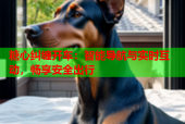 糖心纠缠开车：智能导航与实时互动，畅享安全出行