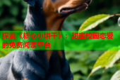 探索《糖心小饼干》：甜蜜校园恋爱的免费阅读平台
